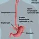 Picture of Esophagus